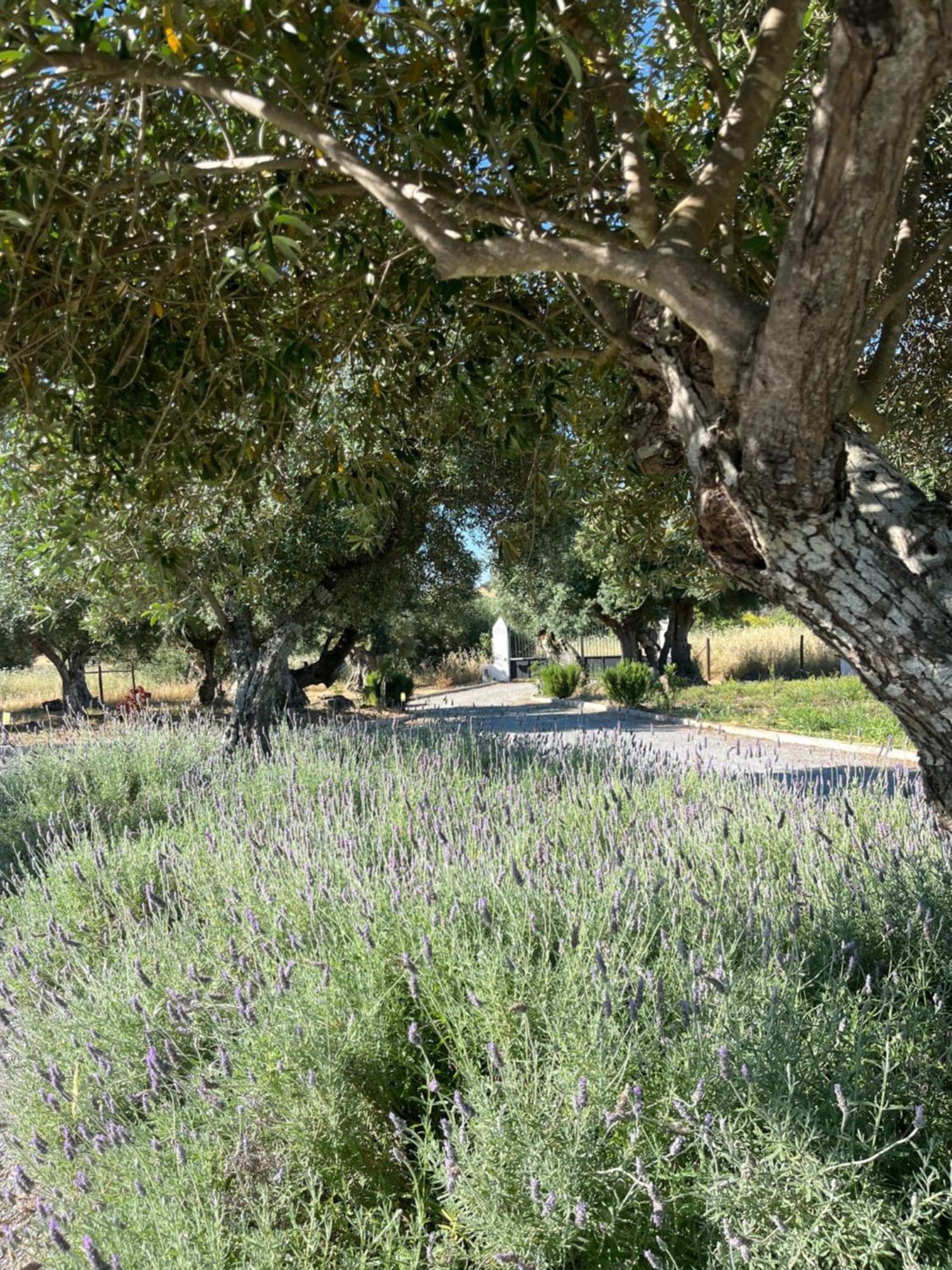 Villa Monte De Santa Maria Monsaraz Esterno foto